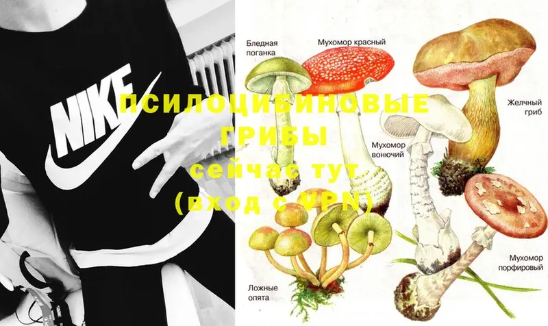 Псилоцибиновые грибы Psilocybe Екатеринбург